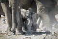 Two elephant calfÃ¢â¬â¢s Royalty Free Stock Photo